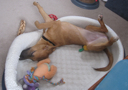 image for photo: Caico - puppy in her bed