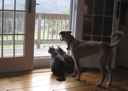 image for photo: Charlie, Rosie, and Caico