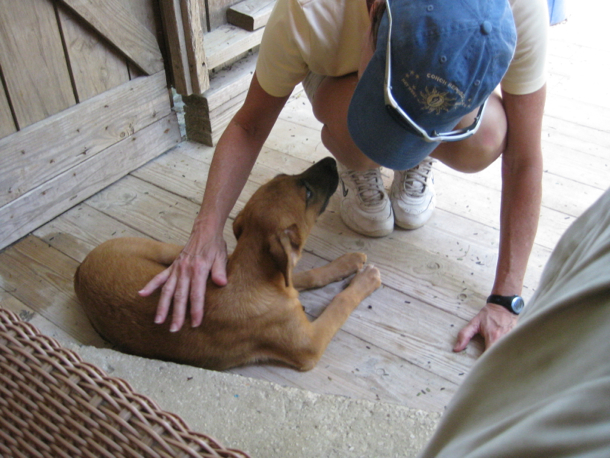 picture of Caico as a 3-month-old puppy at the SPCA in Providenciales, Turks and Caicos.