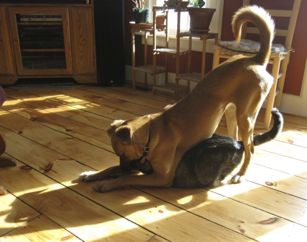 picture of Caico pinning our cat Charlie to the floor and nibbling his ears